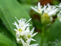 Bärlauchblüte Nahaufnahme